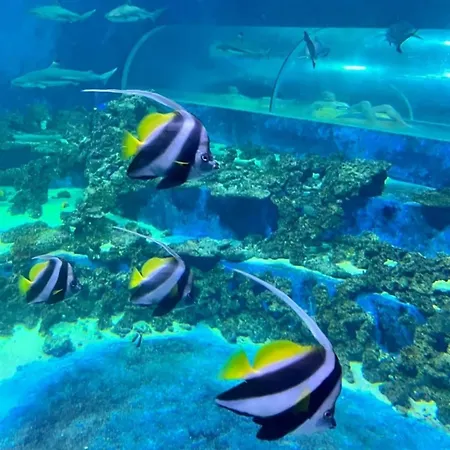 Modesta Przy Aquaparku Reda