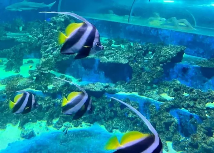 Modesta Przy Aquaparku Reda